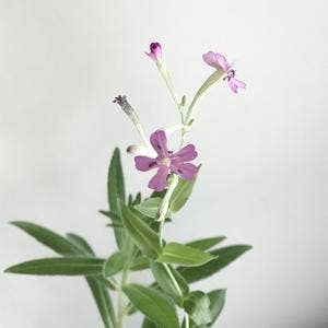 Plantable Greeting Card - Congrats